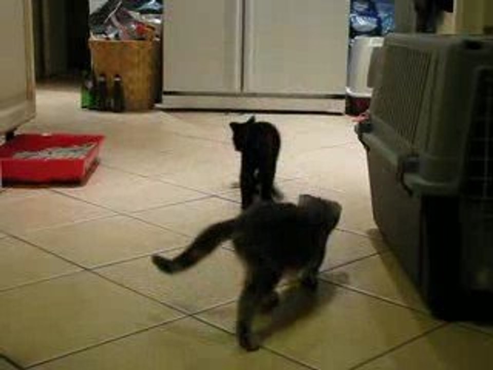 Dragoon et Lili vs paire de chaussettes :)