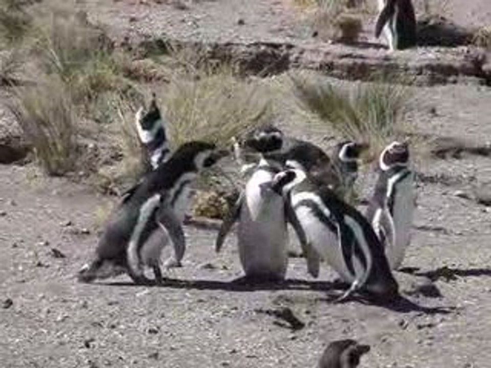 Pingouin04