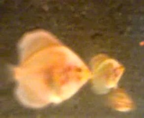 diamond kelebek yavruları 44 gunluk