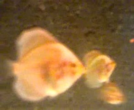 diamond kelebek yavruları 44 gunluk