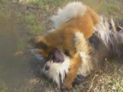 Enken des loups mutins 3 mois - Ca m'enerve