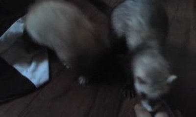 Shiva et Neige balade dans ma chambre =) (ferret)