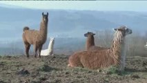 Les lamas (M6)