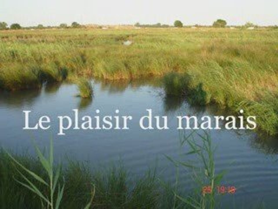 Elevage du Canal de Lunel Springer spaniel herault 34