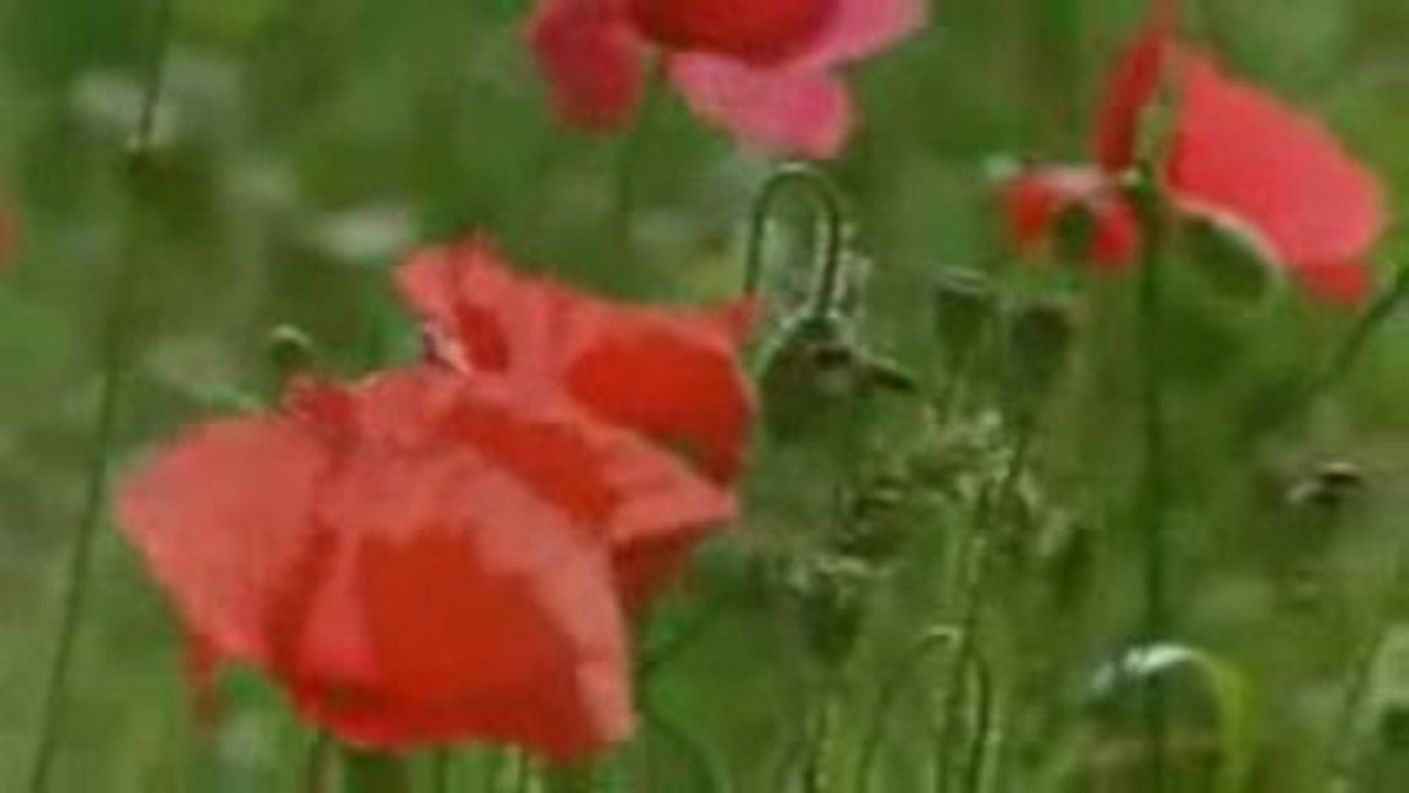 Kadinin Kocasi Üzerindeki Haklari 1/2