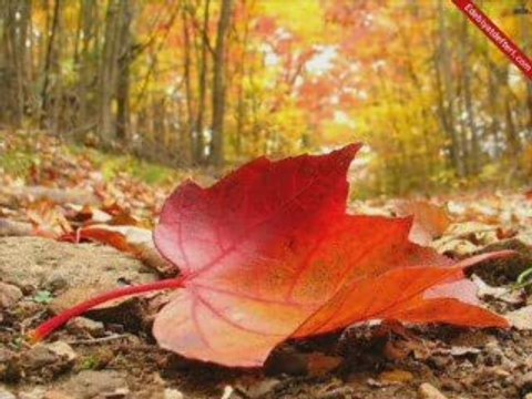 sen kimseyi sevemezsin/ sweetkemani