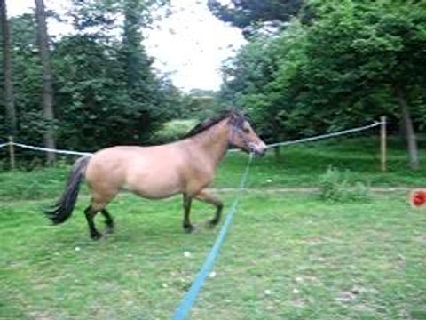 Kyky saute avec voix