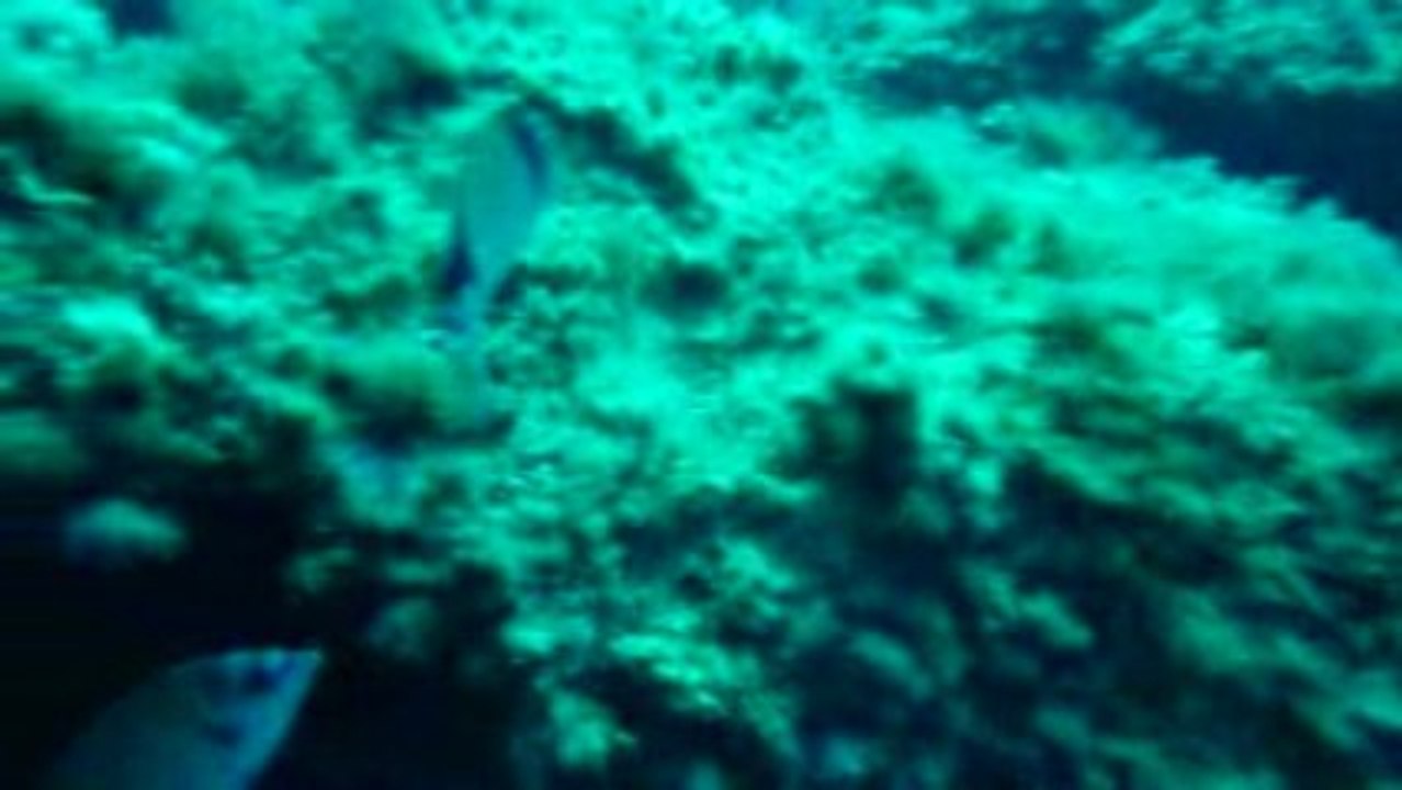 Corse 2009 Revellata Banc de Sars