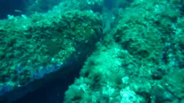 Corse 2009 Revellata Mérou paisible