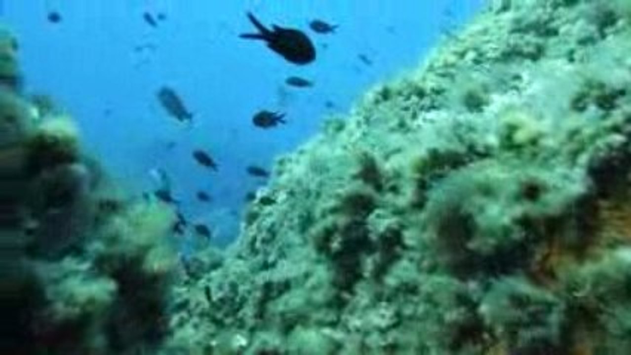 Corse 2009 Revellata Mérou Elise et Daniel