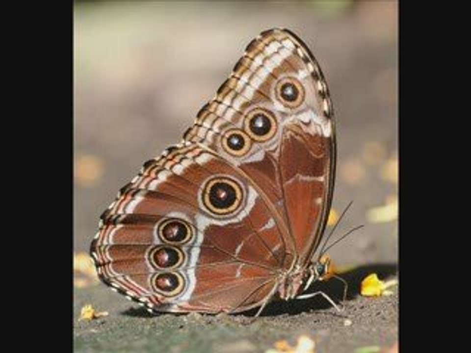 Prière du papillon