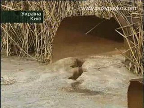 Киев. Наводнение