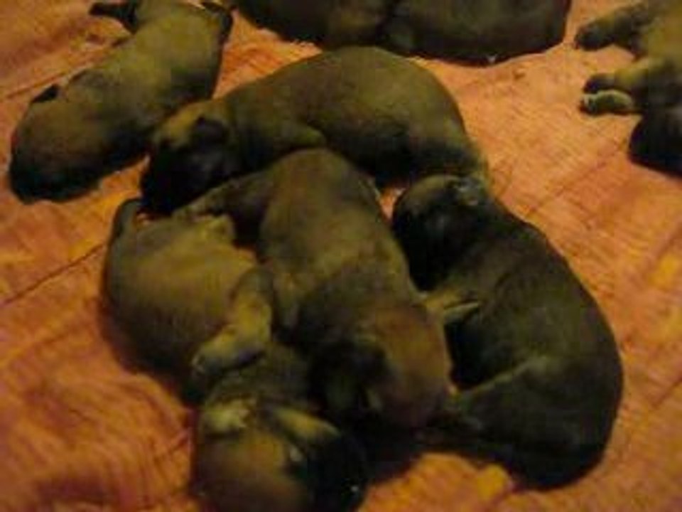 Les bébés d'Erina - 15 Jours