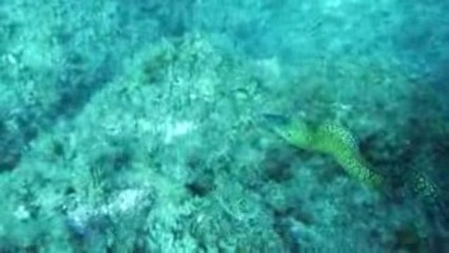 Corse 2009 Revellata Murène 1