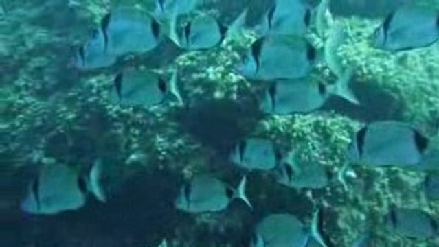 Corse 2009 Revellata Banc de sars 2