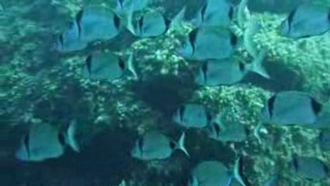 Corse 2009 Revellata Banc de sars 2