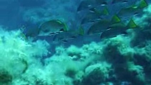 Corse 2009 Sec du Lion Banc de Corbes