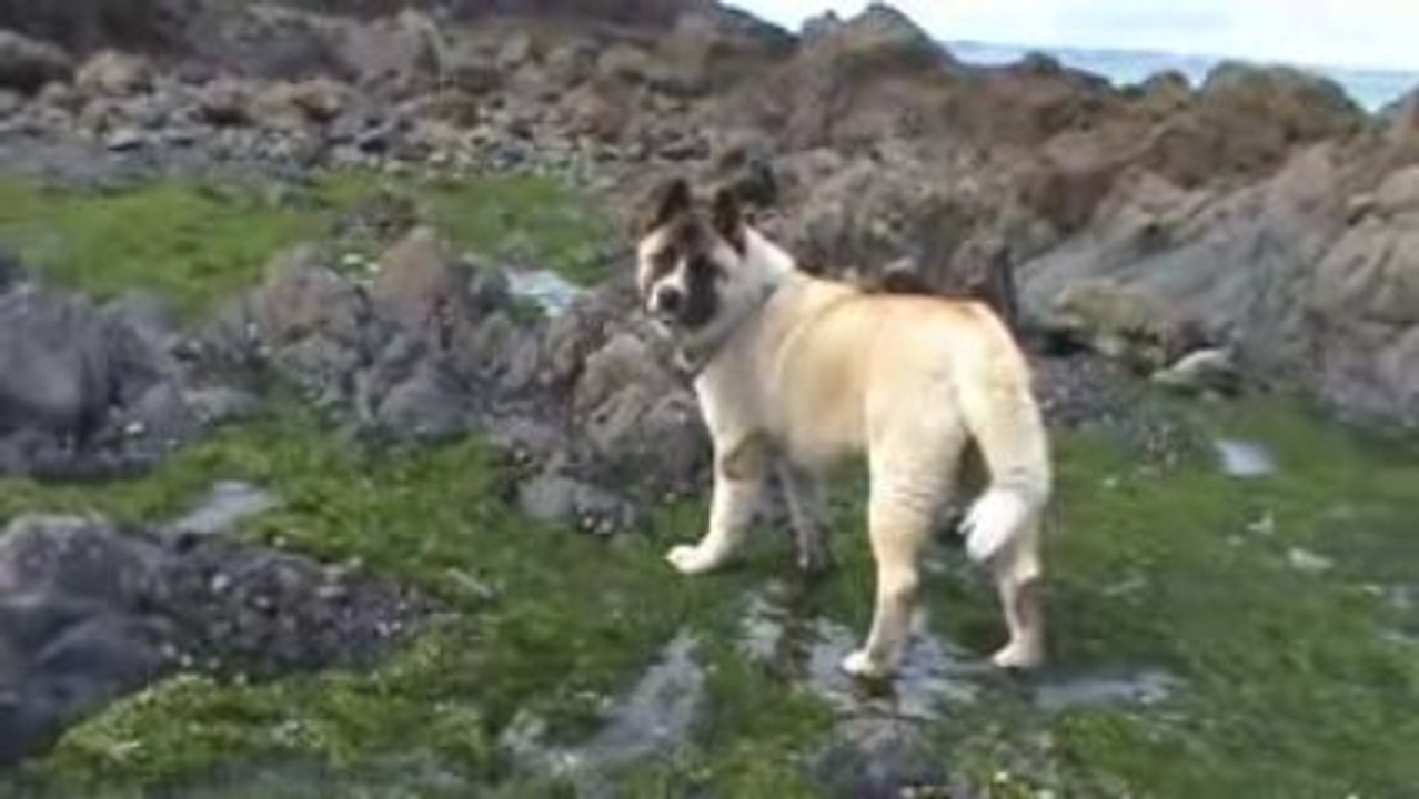 KOUROS à la mer en marée basse.
