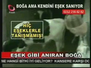 Boga Kendini Esek Saniyo..