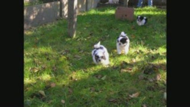 Mes bébés shih tzu, 1 an déjà !