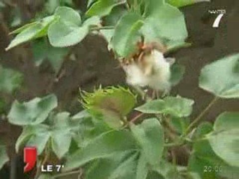 La Folie des plantes : Deniers préparatifs (Nantes)