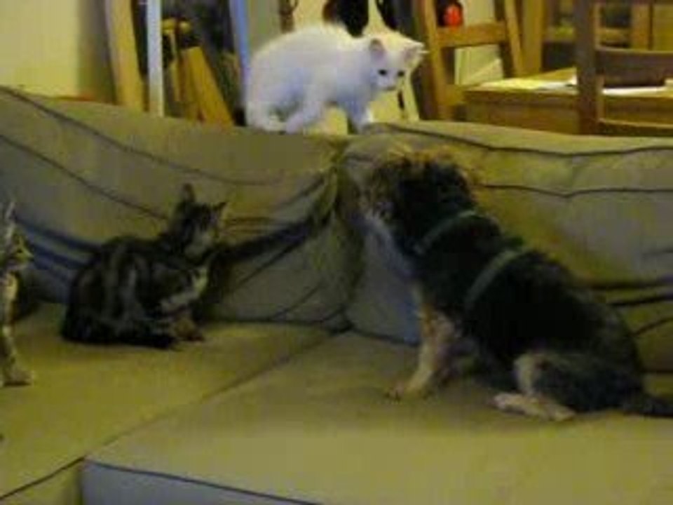 Piccolo et les chatons :)