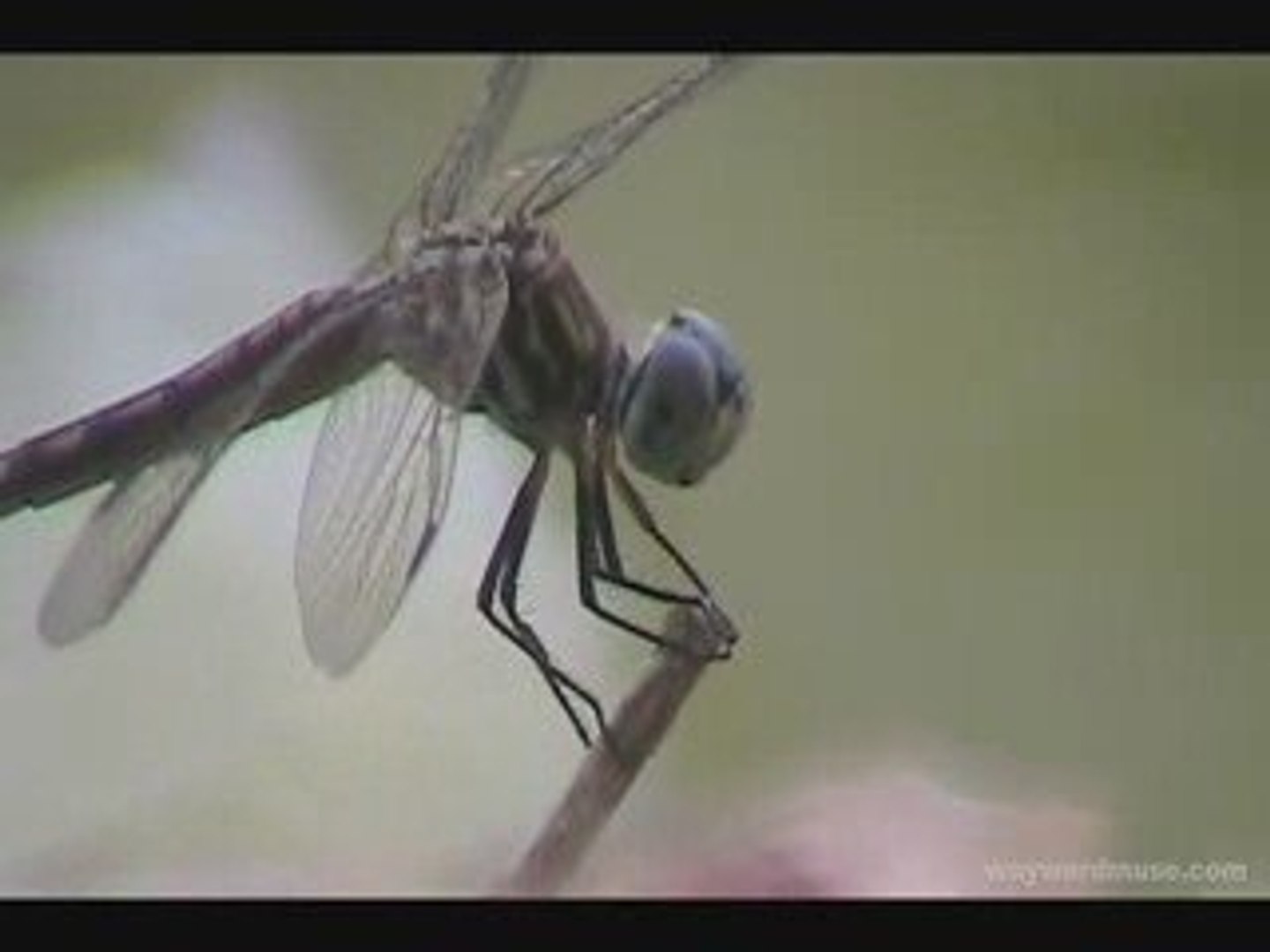 Desert Dragonfly Close Up