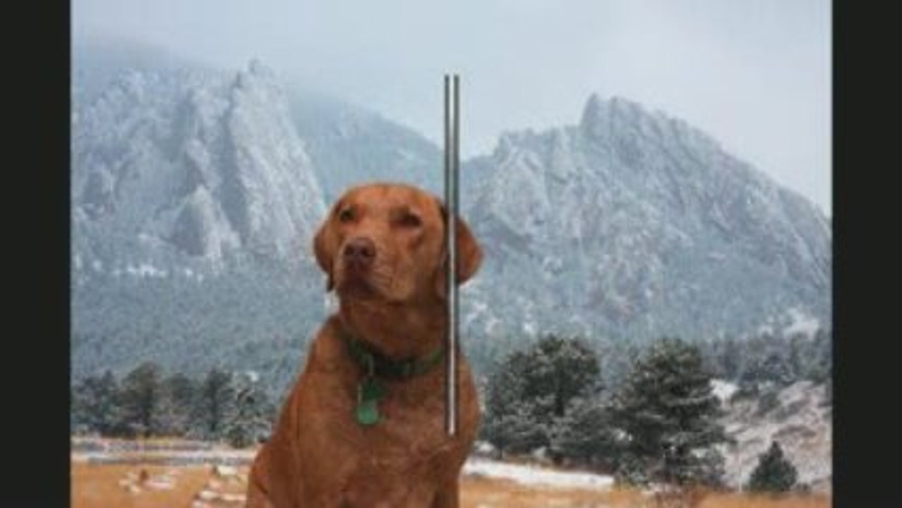 Adorable Dogs