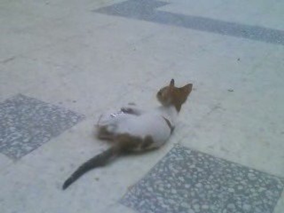 mon chat en Tunisie