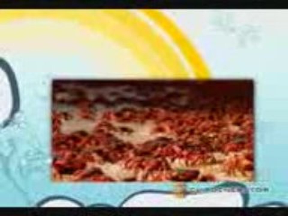 Crab island_mpeg4