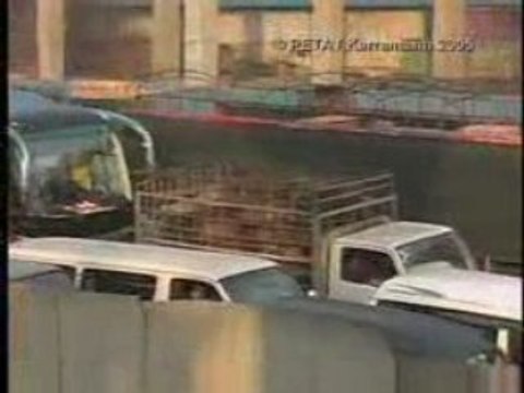 ROBBIE WILLIAMS - BODIES