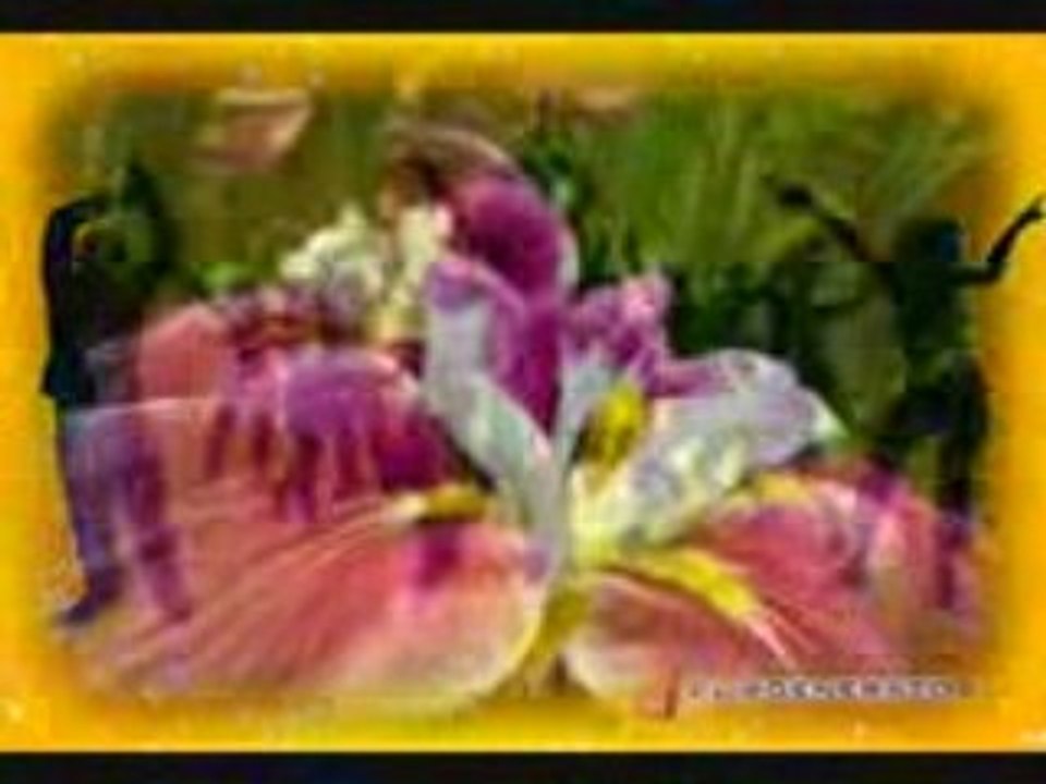Ooty flowers_mpeg4