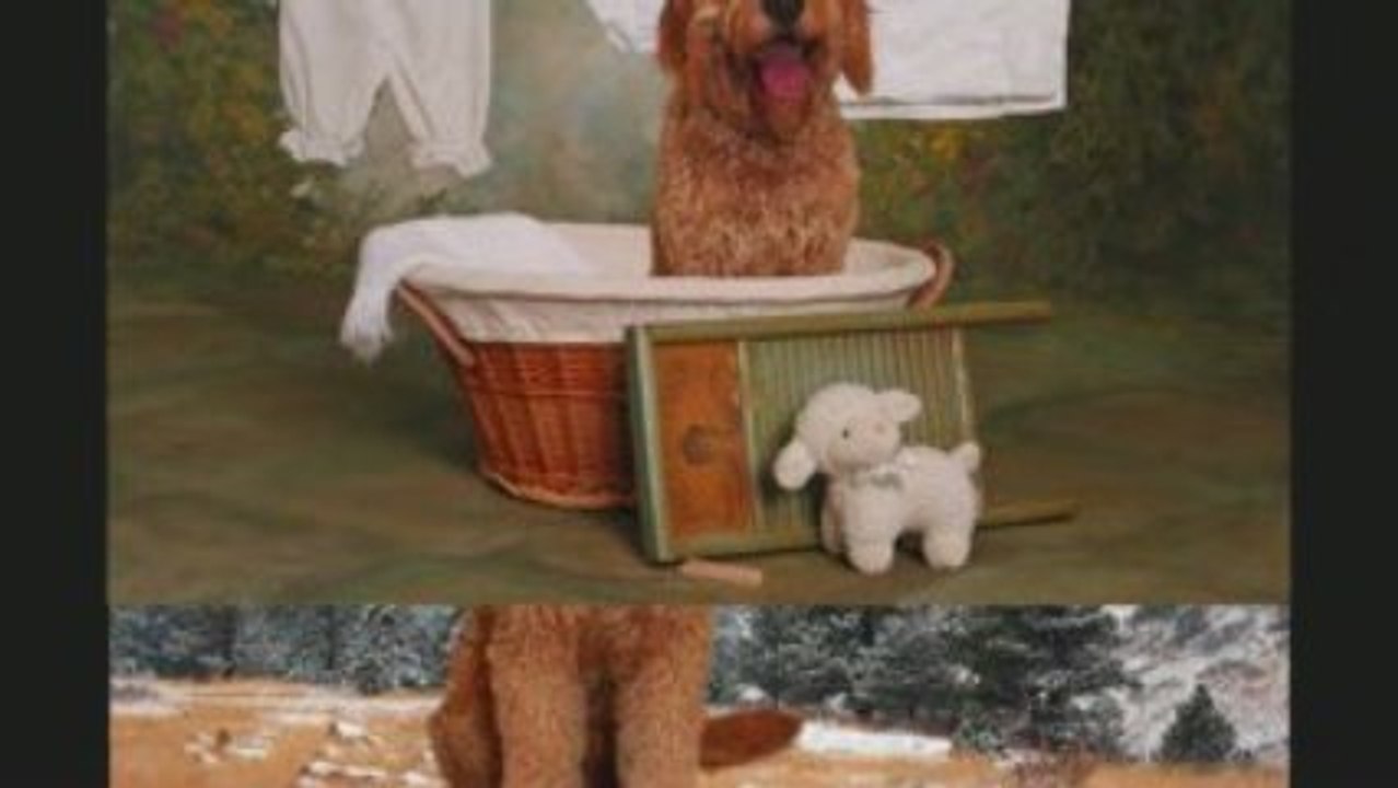 Cute Dogs