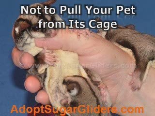 Sugar Glider Info