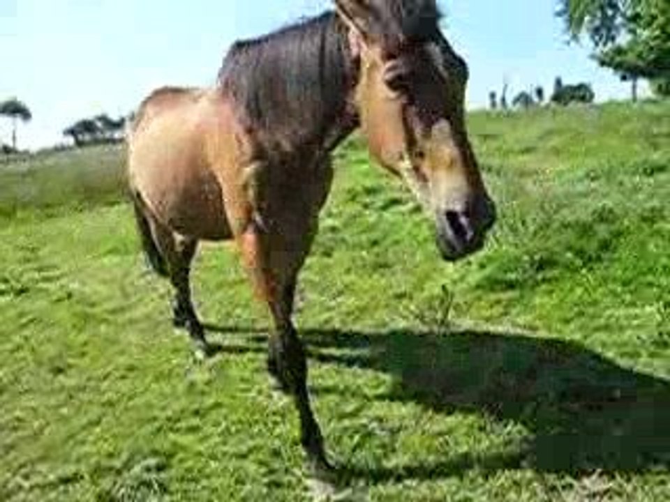 coup de cul rodeo