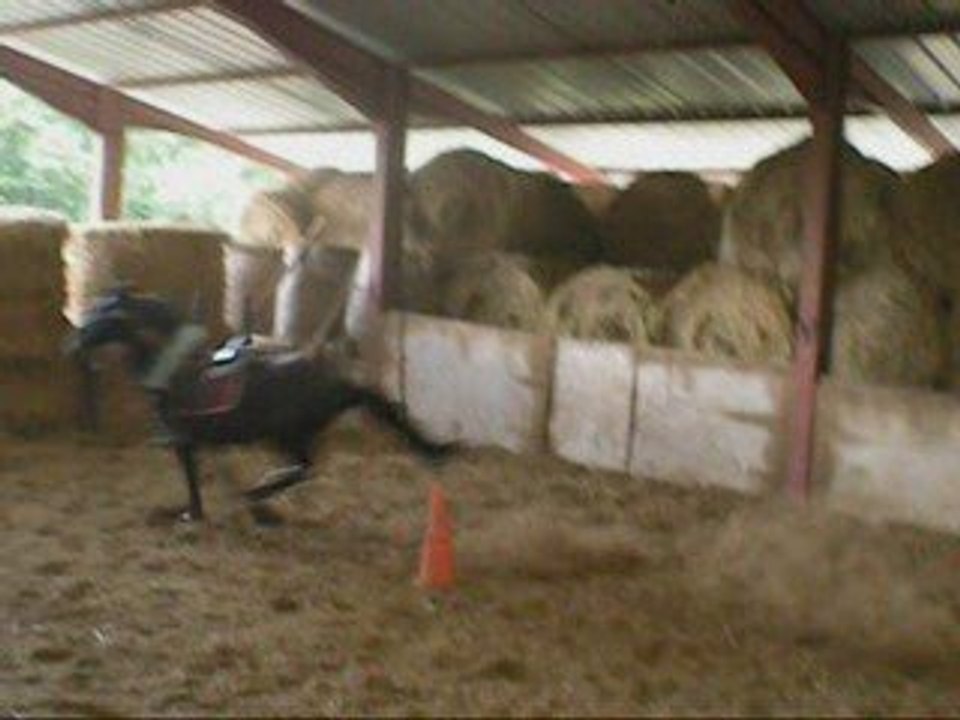 Presque Chute Avec Sultan