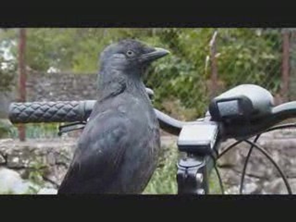 Le choucas apprivoisé qui examine le VTT - Vidéo n°4