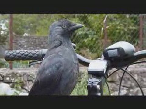 Le choucas apprivoisé qui examine le VTT - Vidéo n°4