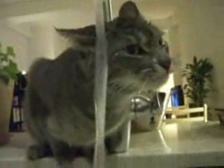 Le chat qui se fais un shampoing...a l'eau