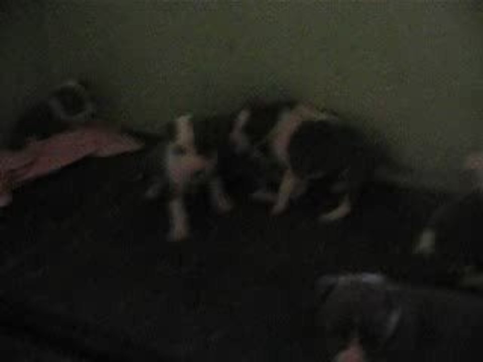 chiot staff