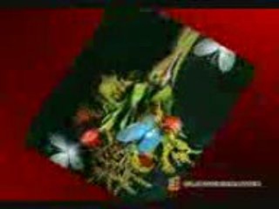 Still life beautiful_mpeg4