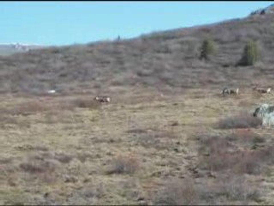 Caribous - Tombstone Yukon