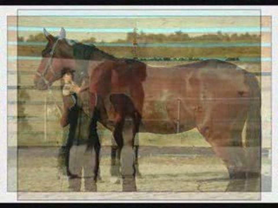 Sully, nos débuts en éthologie