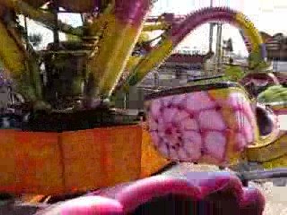 Caracatita 2