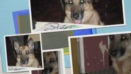 Hemostaz - Hommage à Nala