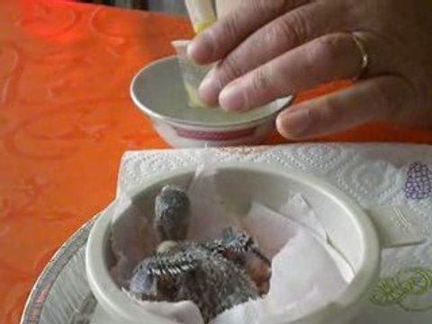 Nourrissage perruches (13 jours) EAM à la seringue