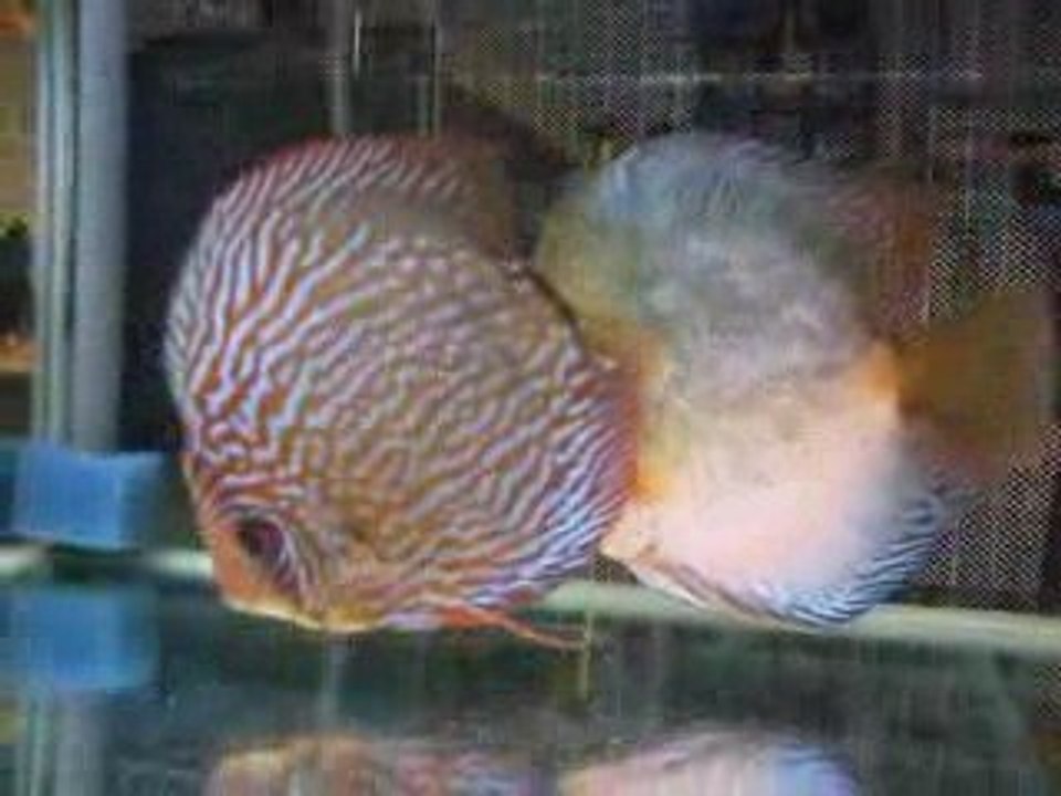 couple de discus
