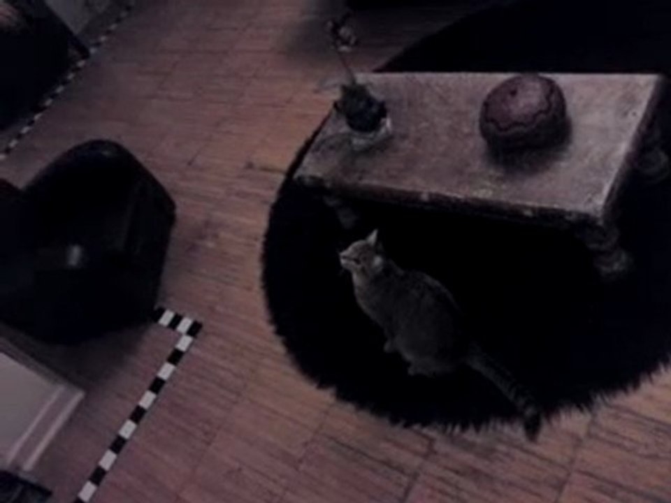 jumping cat