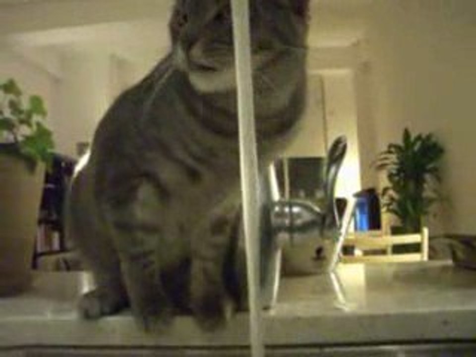 Un chat boit au robinet