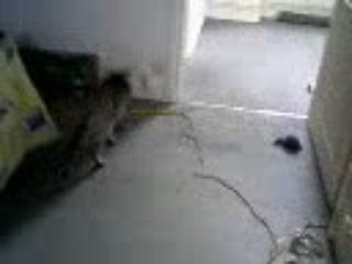 Mon chat qui s'amuse